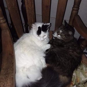 Meet your Posher, Peggy